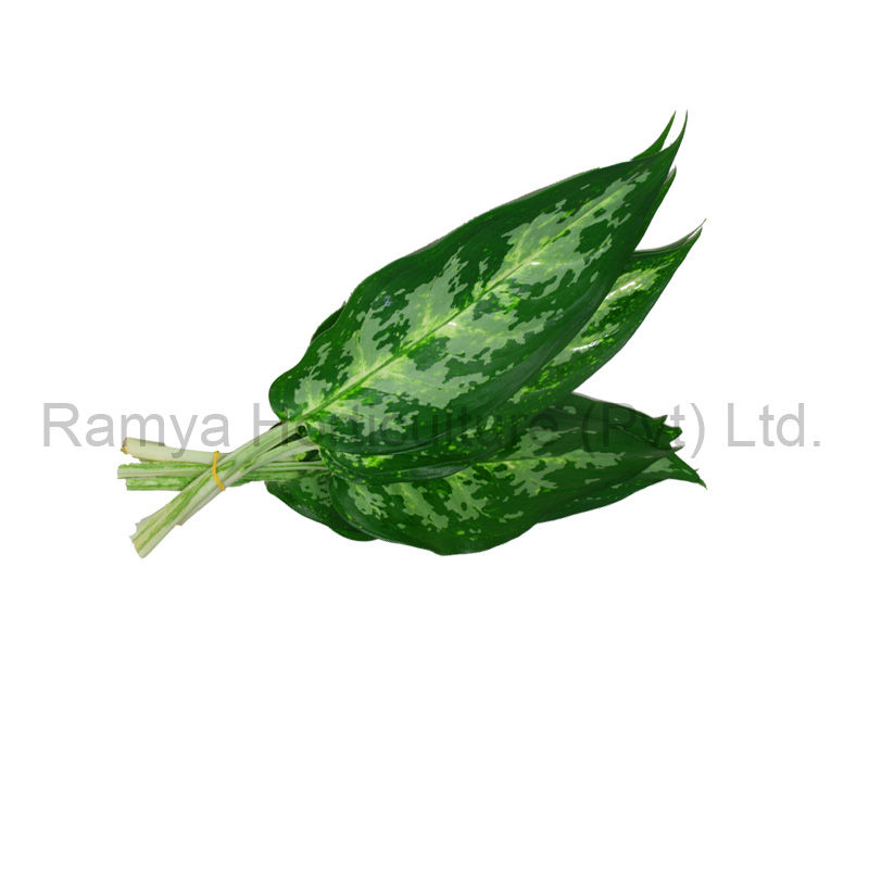 Aglaonema mix