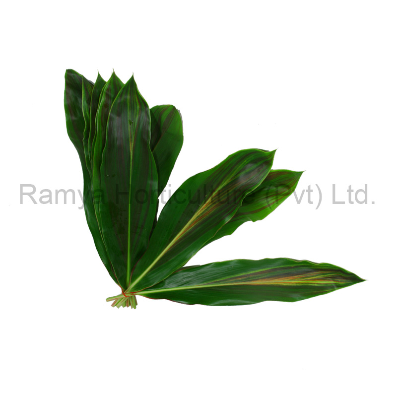 Cordyline Fruticosa Tricolour cut leaves