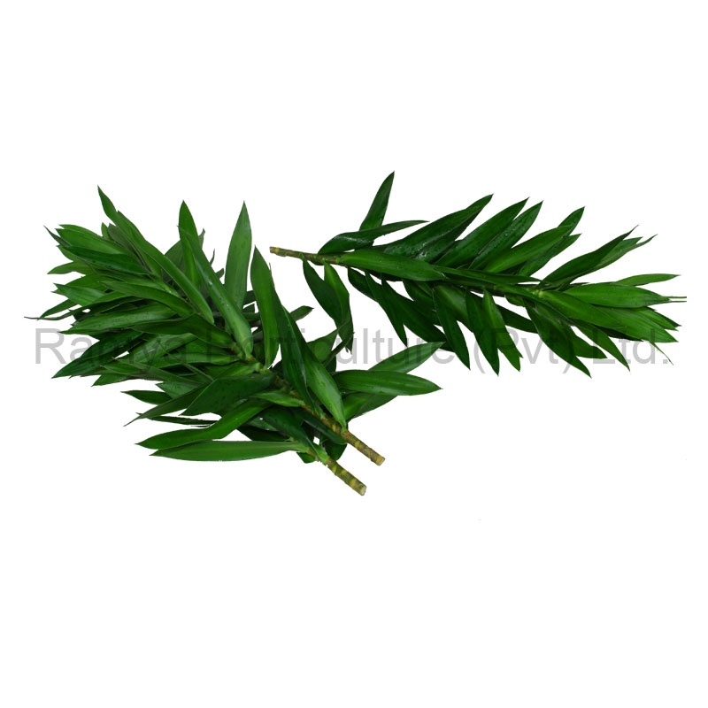 Draceana Reflexa Song of Green Tops