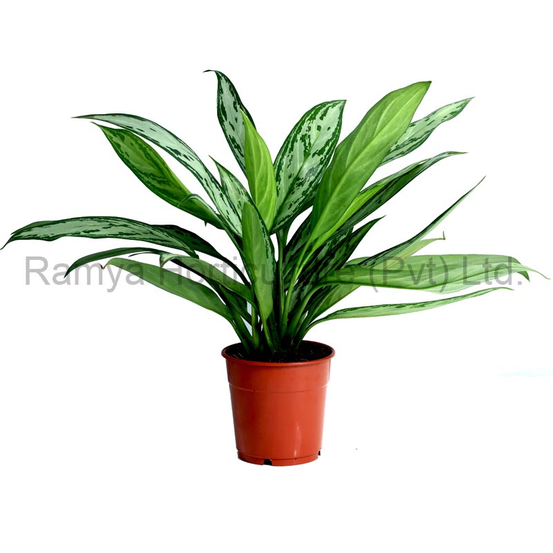 Aglaonema ‘silver queen’