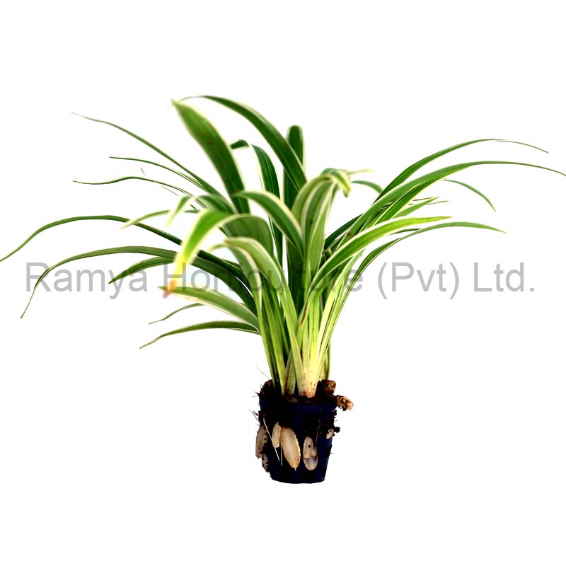 Ramya Horticulture