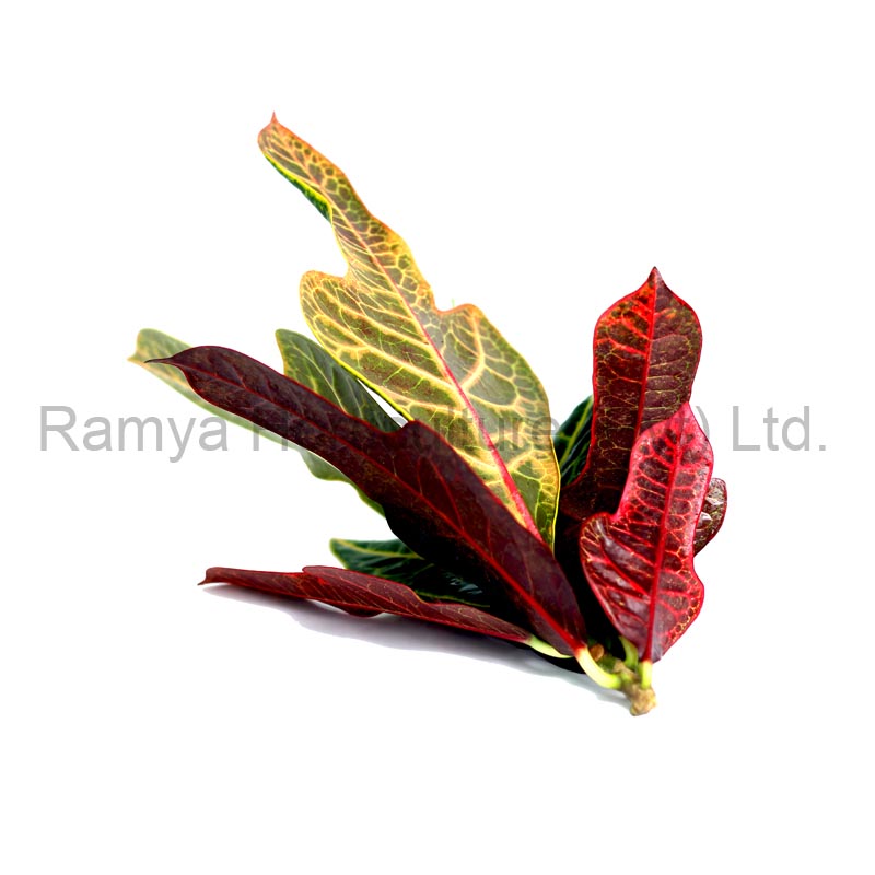 Ramya Horticulture