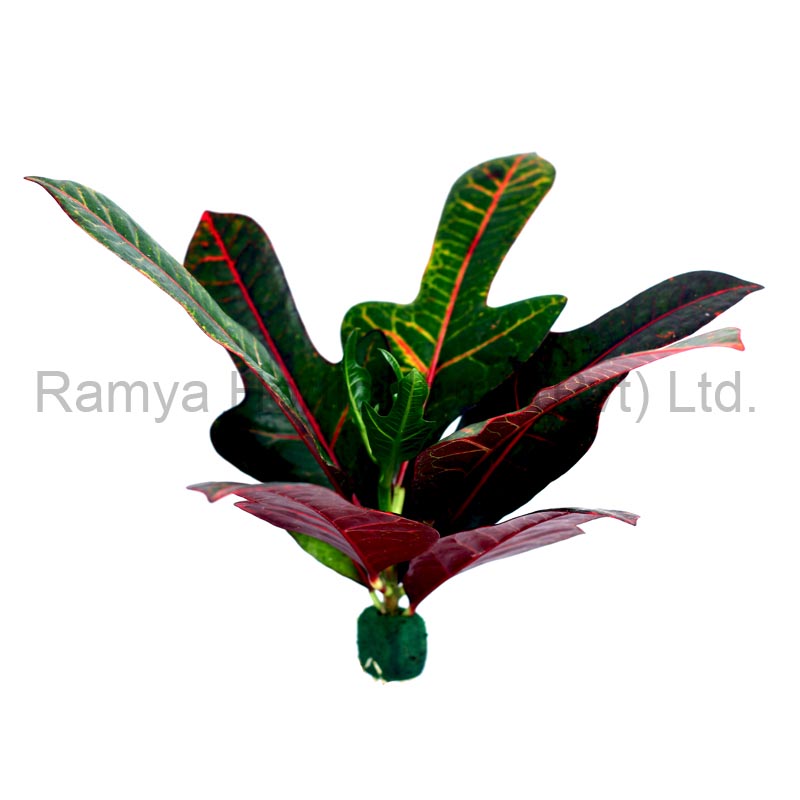 Ramya Horticulture