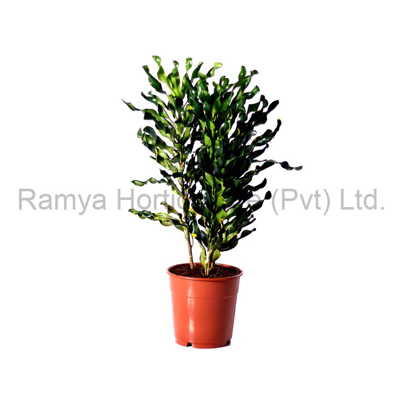Codiaeum variegatum ‘Mini curly’