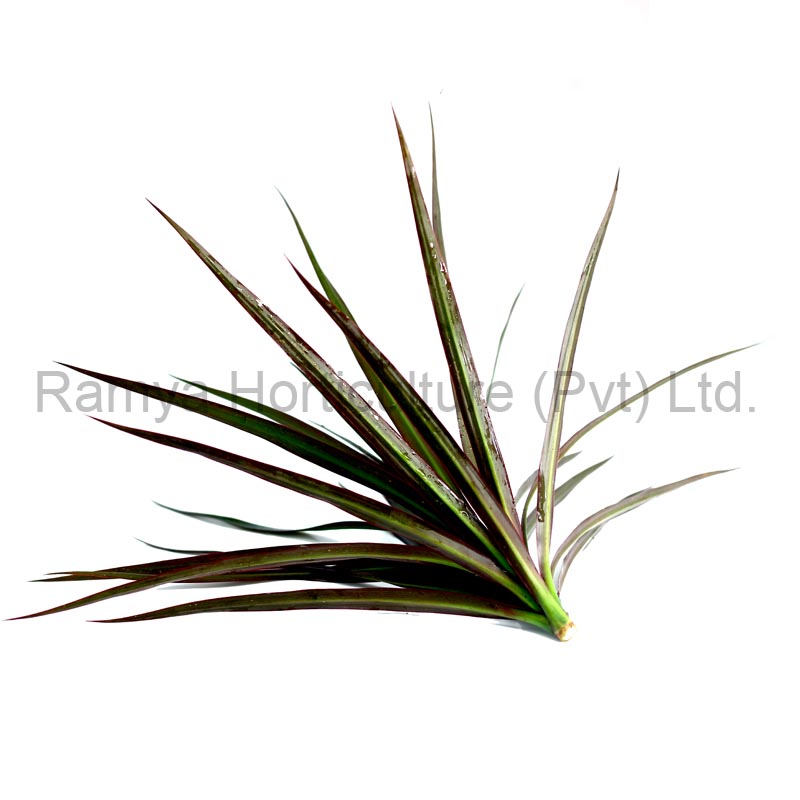 Ramya Horticulture