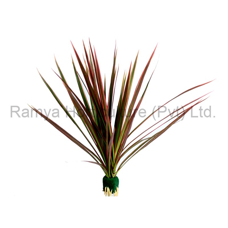 Ramya Horticulture