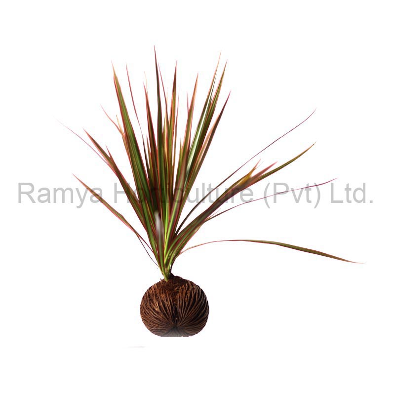 Ramya Horticulture