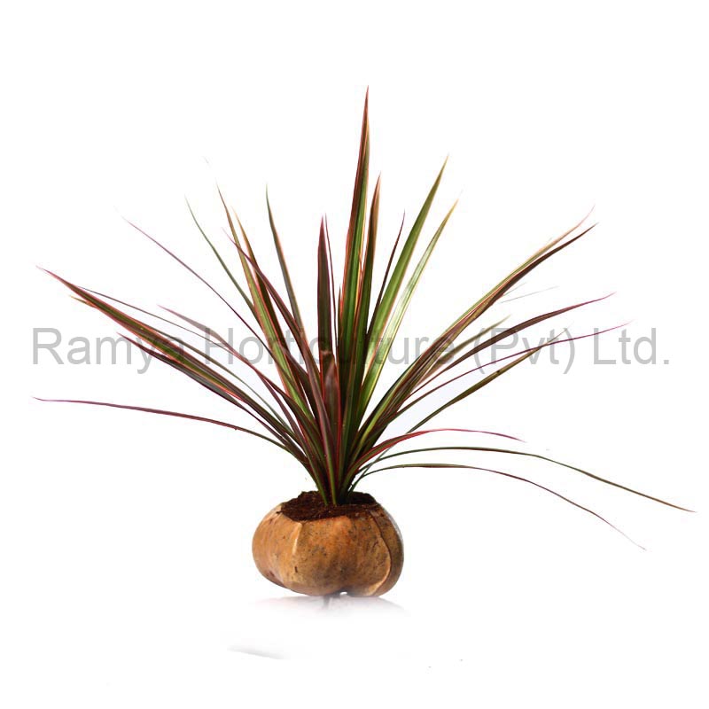 Ramya Horticulture