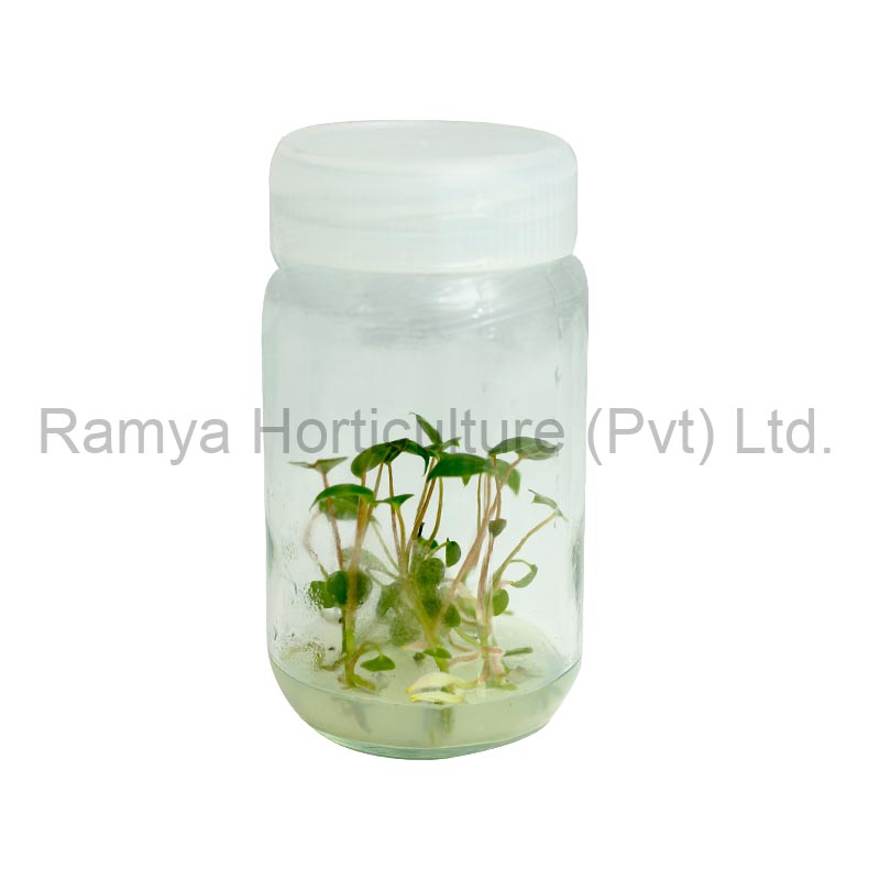 Product Big image