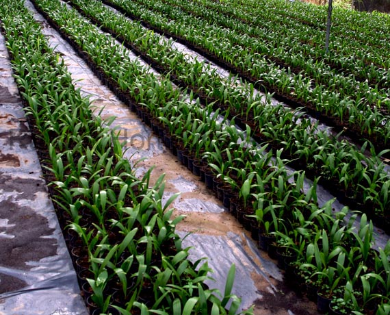 Ramya Horticulture