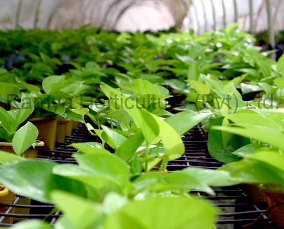 Ramya Horticulture