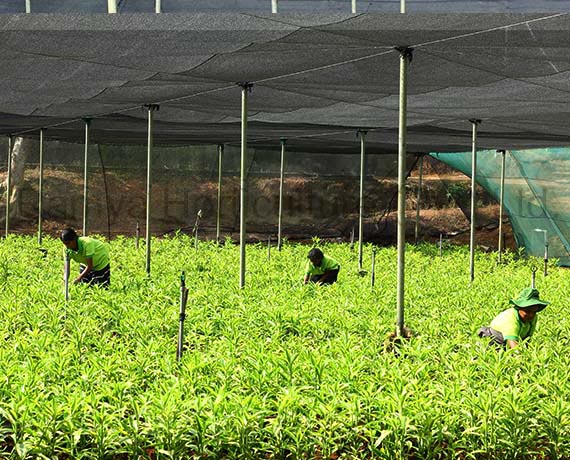 Ramya Horticulture