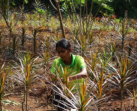 Ramya Horticulture