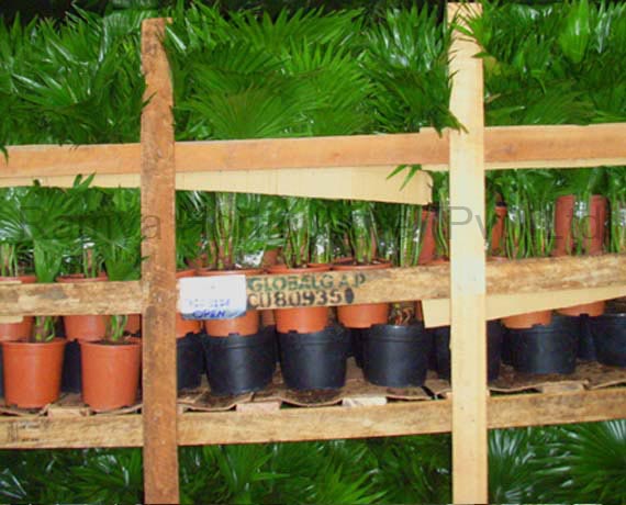Ramya Horticulture