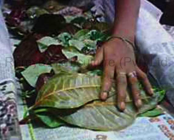 Ramya Horticulture