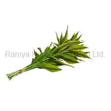 Ramya Horticulture