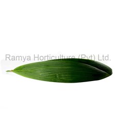 Ramya Horticulture