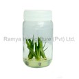 Ramya Horticulture