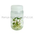 Ramya Horticulture